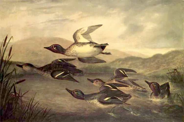 Wild Ducks Rising, 1840